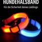 BrightBuddy LED-Hundehalsband – Mehr Sicherheit für deinen Liebling