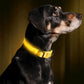BrightBuddy LED-Hundehalsband – Mehr Sicherheit für deinen Liebling