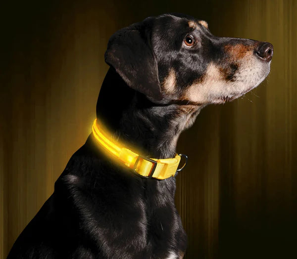 BrightBuddy LED-Hundehalsband – Mehr Sicherheit für deinen Liebling